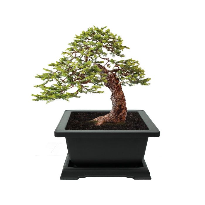 Spruce Bonsai Grow Kit | Complete Set
