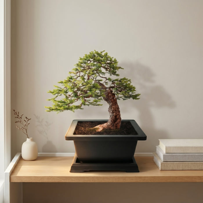 Spruce Bonsai Grow Kit | Complete Set
