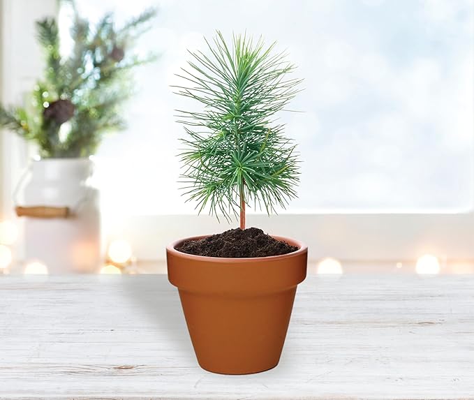Spruce Tree Grow Kit | Mini Terracotta Pots (12 Pack)