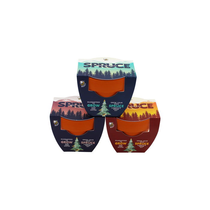 Spruce Tree Grow Kit | Mini Terracotta Pots (12 Pack)