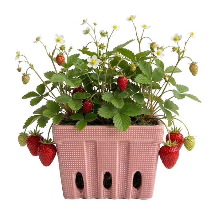 Strawberry Grow Kit | Ceramic Basket Planter