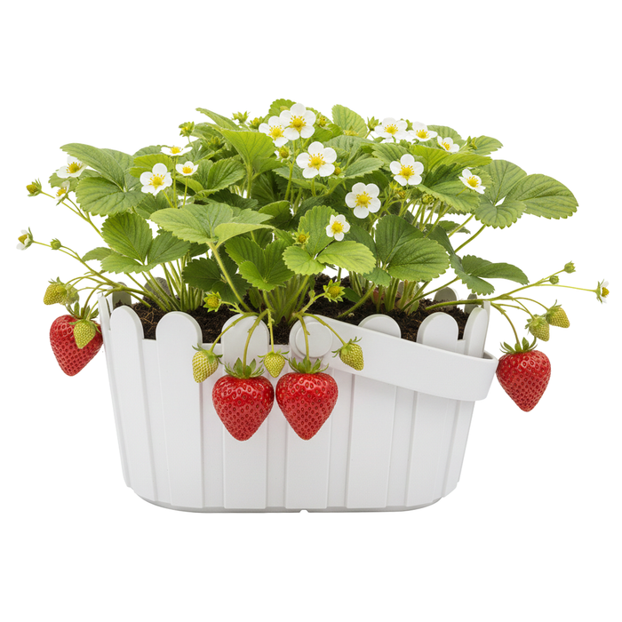Strawberry Grow Kit | White Basket Planter