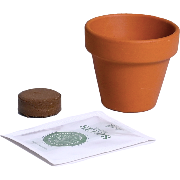 Strawberry Grow Kits | Classic Mini Terracotta Pots (12 Pack)