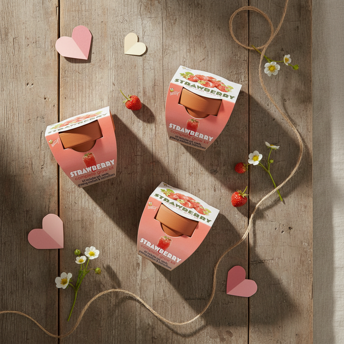 Strawberry Grow Kits | Classic Mini Terracotta Pots (12 Pack)