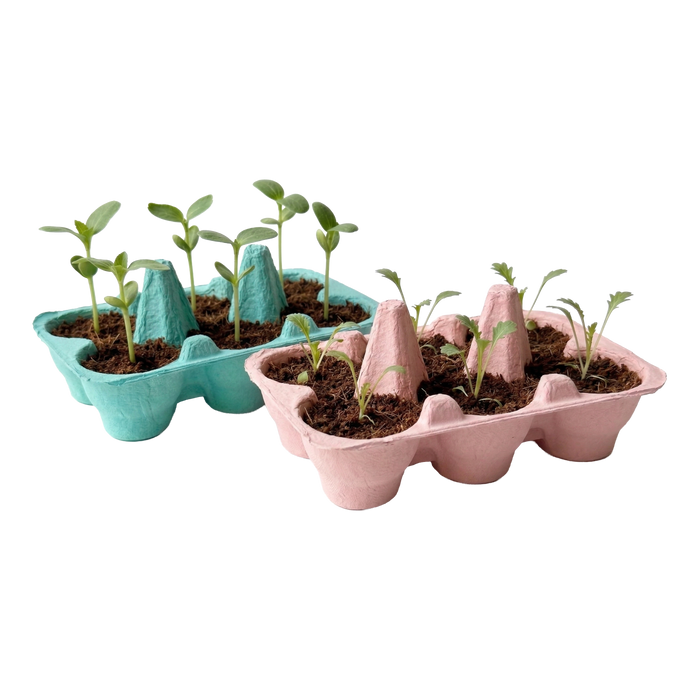 Sunflower & Daisy Grow Kit | Colorful Egg Carton (2 Pack)
