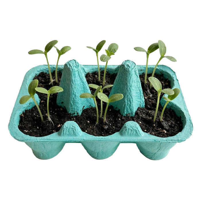Sunflower Grow Kit | Colorful Egg Carton (2 Pack)