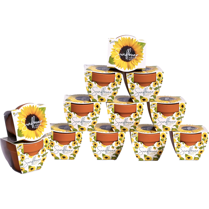 Sunflower Grow Kits | Daydream Mini Terracotta Pots (12 Pack)