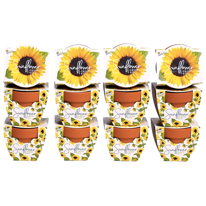 Sunflower Grow Kits | Daydream Mini Terracotta Pots (12 Pack)