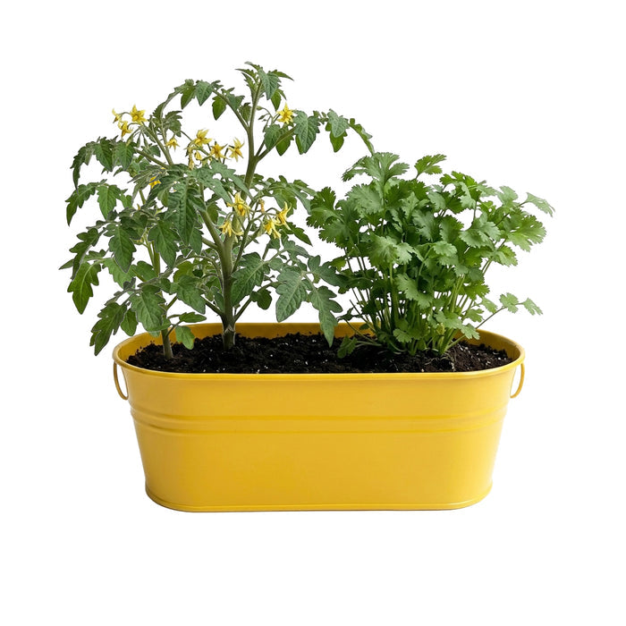 Taco Night Grow Kit | Yellow Windowsill Planter