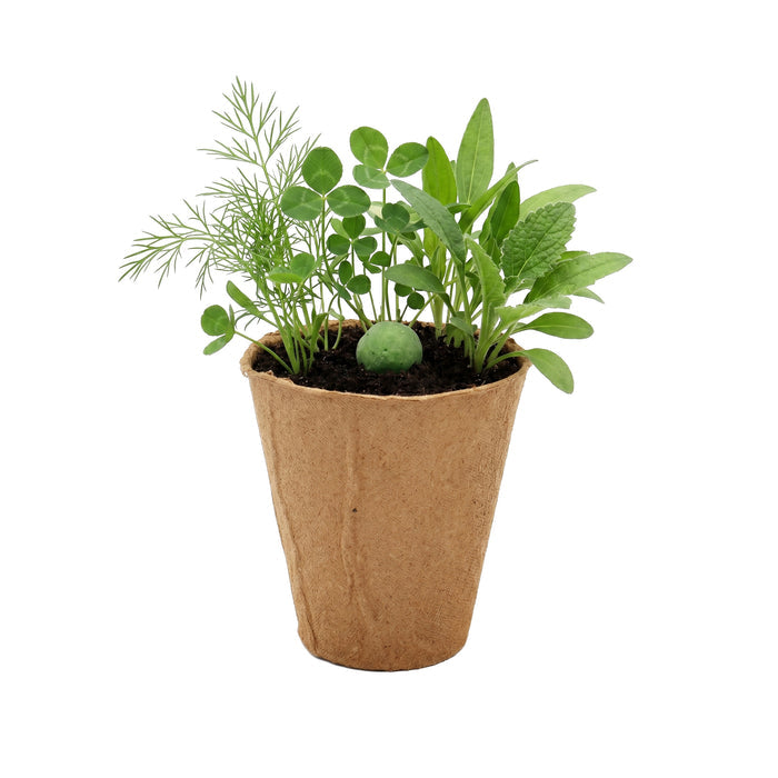 Wildflower Seed Ball Grow Kit | Green