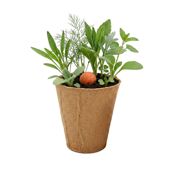 Wildflower Seed Ball Grow Kit | Orange