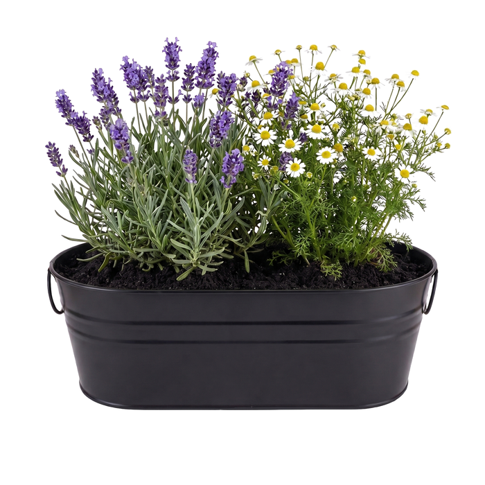 Zen Garden Grow Kit | Lavender & Chamomile