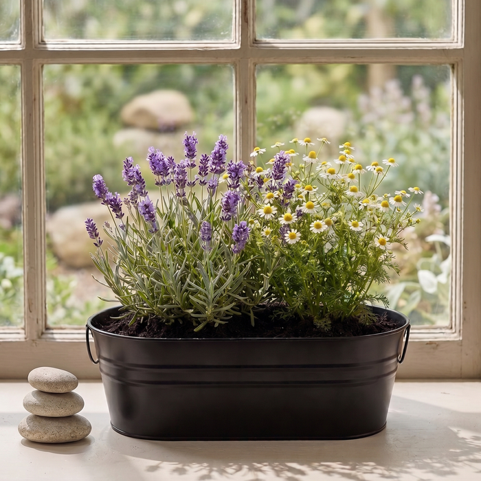 Zen Garden Grow Kit | Lavender & Chamomile